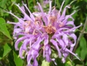 Wild Bergamot