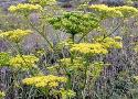 Wild Parsnip