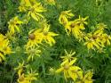 Yellow Coneflower